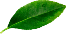leave__0001_Layer-3.png